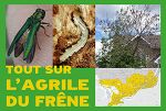 Tout sur l'agrile du frêne