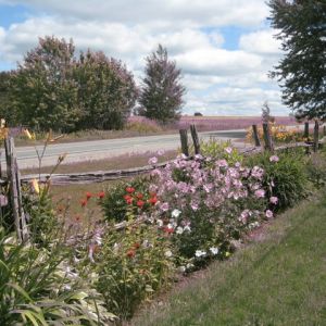 Saint-Félix en fleurs