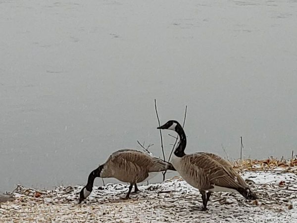 Les outardes ne respectent pas le 2 mètres de distanciation